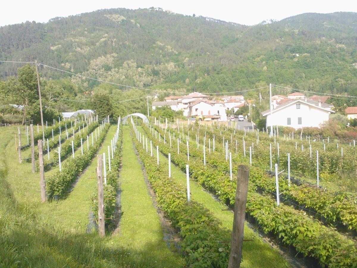 Agriturismo Tenuta Valletti. Sesta Godano Esterno foto